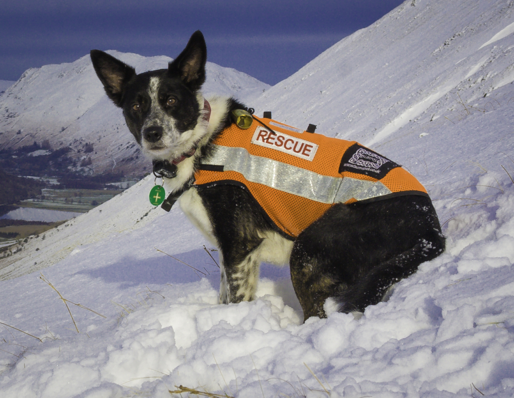 Skiddaw (44) Lake District Mountain Rescue Search Dogs