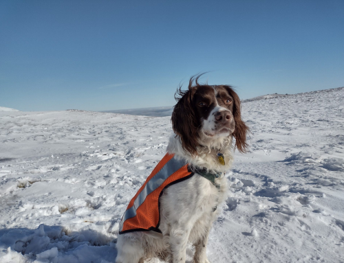 Fingers and toes crossed for Search Dog Roxy.