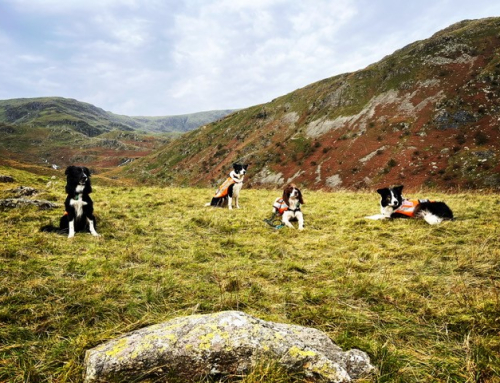 Search Dog Weekend Haweswater