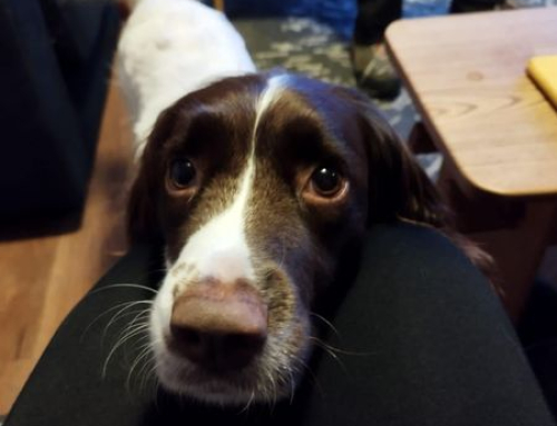 An update on Search Dog Roxy